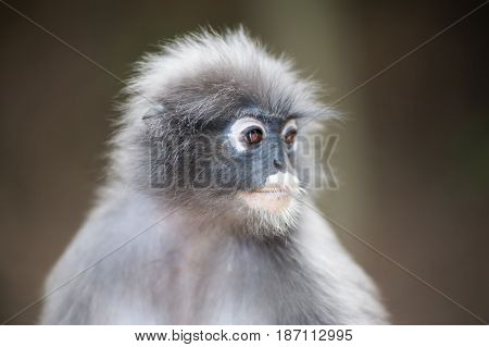 Close up dusky leaf monkey Spectacled Langur in Thailand