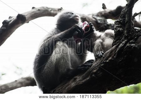 Baby and mother dusky leaf monkey Spectacled Langur in Thailand