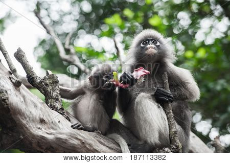 Baby and mother dusky leaf monkey Spectacled Langur in Thailand