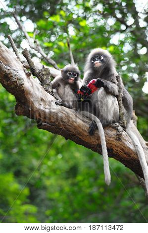Baby and mother dusky leaf monkey Spectacled Langur in Thailand