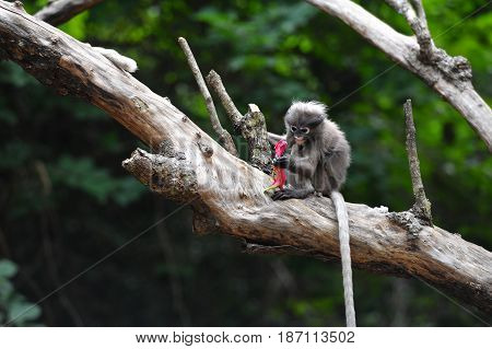 Baby dusky leaf monkey Spectacled Langur in Thailand