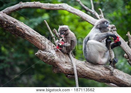 Baby and mother dusky leaf monkey Spectacled Langur in Thailand