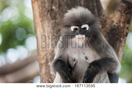 Dusky leaf monkey Spectacled Langur in Thailand