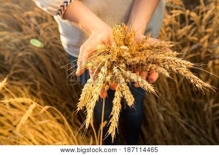 the woman in a national white shirt holds in hand the ripened wheat ears on a gold field background. harvest, agriculture, agronomics, food, production, eco concept.
