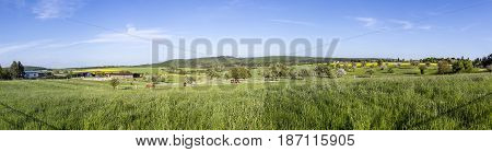 Spring Countryside Of Yellow Rapeseed Fields In Bloom