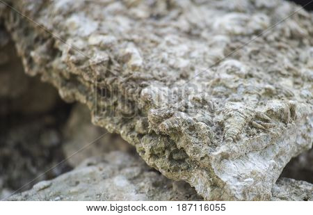 Seashell Graveyard Fossil Shell Cemetery in Thailand