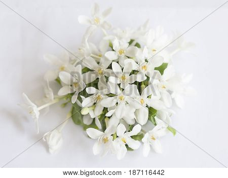 White petals yellow pollen flowers with green leaves isolated on white background Wringhtia antidysenterica Flowers