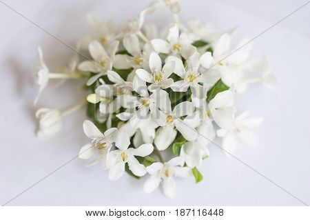 White petals yellow pollen flowers with green leaves isolated on white background Wringhtia antidysenterica Flowers