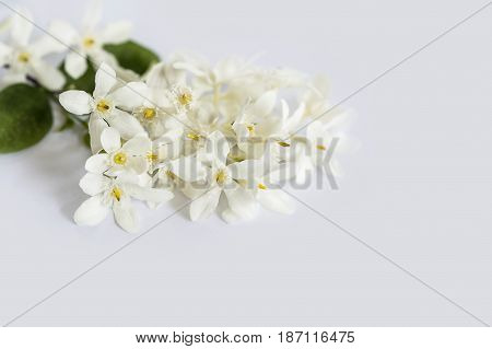 White petals yellow pollen flowers with green leaves isolated on white background Wringhtia antidysenterica Flowers