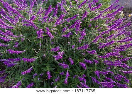 Colorful Mexican bush sage flowers in purple shade in the garden in Tasmania, Australia (Salvia leucantha)