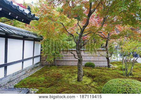Japanese Red Maple Tree During Autumn In Garden At Enkoji Temple In Kyoto, Japan