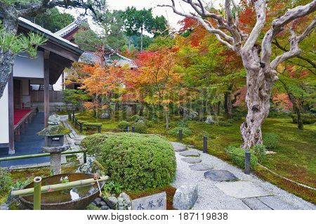 Japanese Red Maple Tree During Autumn In Garden At Enkoji Temple In Kyoto, Japan