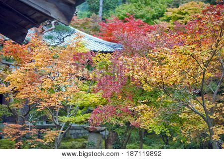 Lush Foliage Of Japanese Maple Tree During Autumn In A Garden In Kyoto, Japan