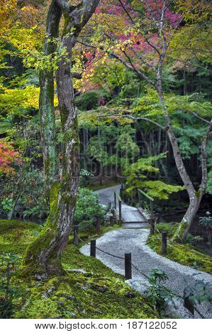 Japanese Red Maple Tree During Autumn In Garden At Enkoji Temple In Kyoto, Japan
