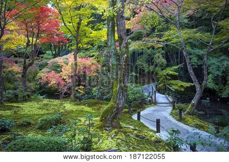 Japanese Red Maple Tree During Autumn In Garden At Enkoji Temple In Kyoto, Japan