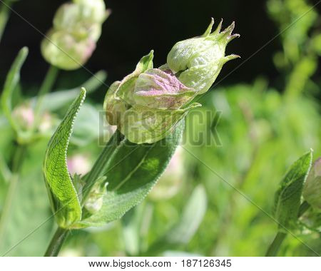 The unopened flower buds of the herb Salvia officinalis, also known as garden sage, or common sage, growing outdoors in a natural environment.
