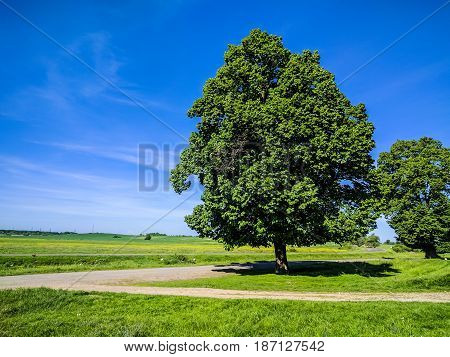 Wild Nature Ladsncape Background In The Spring Season