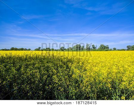 Wild Nature Ladsncape Background In The Spring Season
