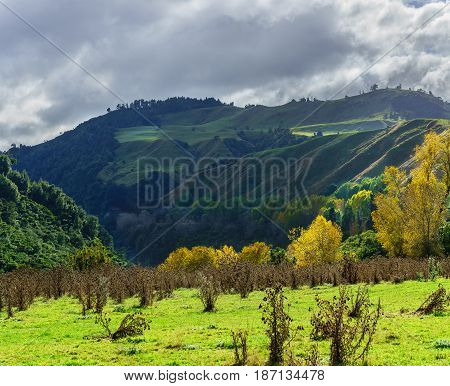 Panoramic beautiful scenery of Whanganui river road in National Park in Autumn Whanganui North Island of New Zealand