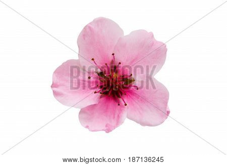 Pink Sakura flowers isolated on white background