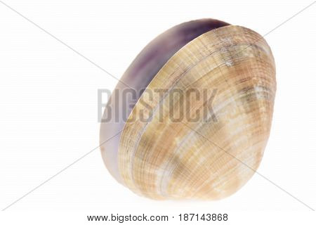 Clam Mollusk Shell Isolated On White