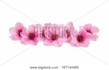 Pink Sakura flowers isolated on white background