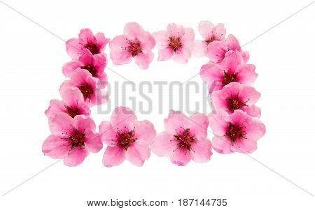 Pink Sakura flowers isolated on white background