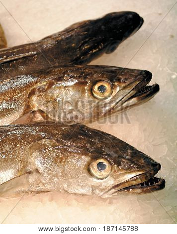 Three hake fish on a bed of ice