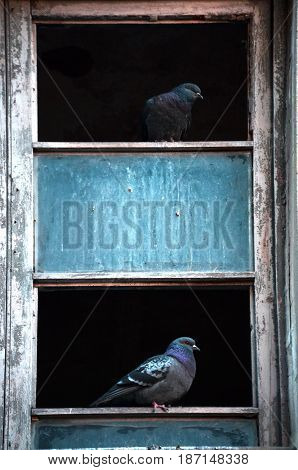 Pigeons waiting to see a disused window