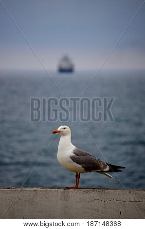Gull waiting on a parapet and sea in the background