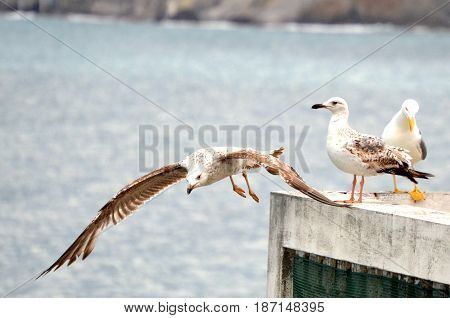 Flying gulls on an abandoned terrace in the background of the sea