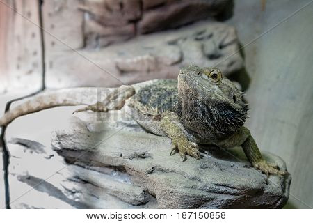 The lizard sits on a rock close up