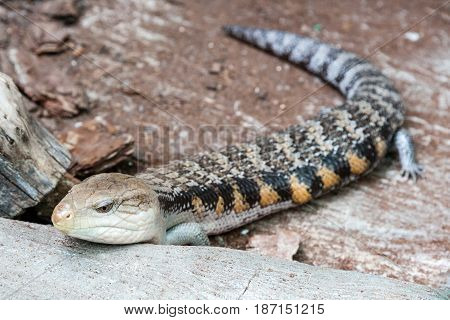 The scaling lizard scrambles forward close up