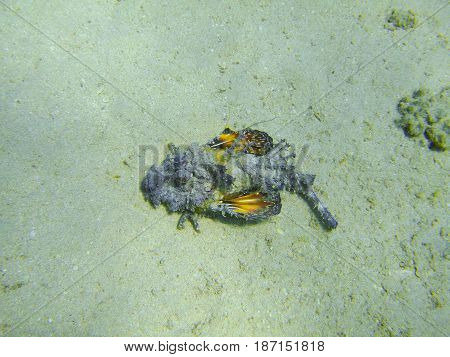 Egypt, the Red Sea. A poisonous fish is a stone fish (Synanceia verrucosa) in the sand.