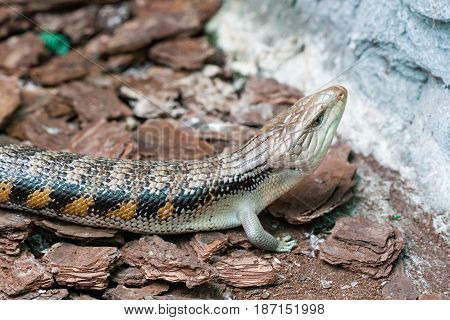 The scaling lizard scrambles forward close up