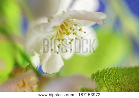 Apple Blossoms