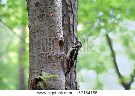 Woodpecker on a tree near his nest. Birds