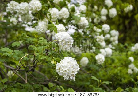 Snowball tree, the most beautiful snowball flower and tree pictures