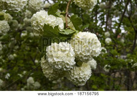 Snowball tree, the most beautiful snowball flower and tree pictures