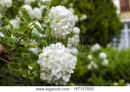 Snowball tree, the most beautiful snowball flower and tree pictures