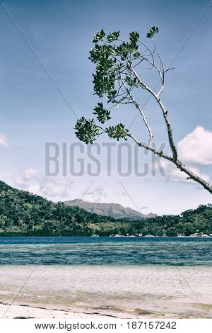 In The Beautiful  Island Cosatline And Tree