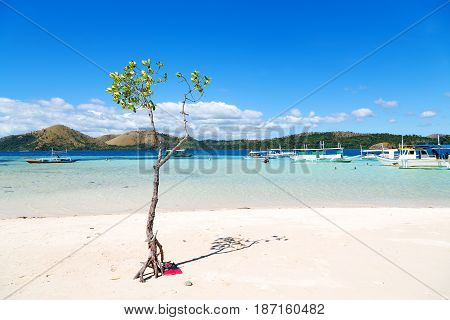 In The Beautiful  Island Cosatline And Tree