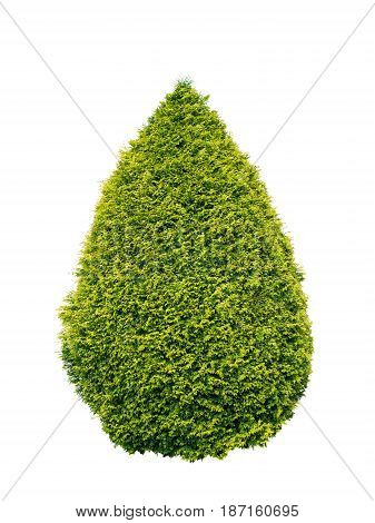 Lush green and yellow thuja conical shrub isolated on white