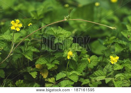 nature background Indian strawberry mock strawberry flowering tendrils in the background in blur grasshopper sitting on a leaf