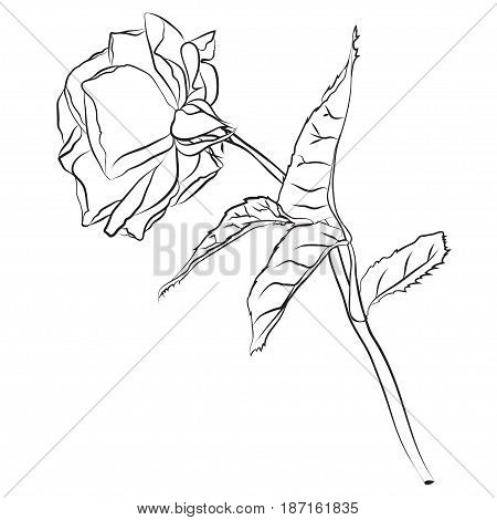 Beautiful hand drawn sketch rose isolated black contur on white background. Botanical silhouette of flower Vector illustration.