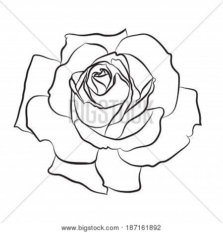 Beautiful hand drawn sketch rose isolated black contur on white background. Botanical silhouette of flower Vector illustration.