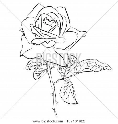 Beautiful hand drawn sketch rose, isolated black contur on white background. Botanical silhouette of flower Vector illustration.