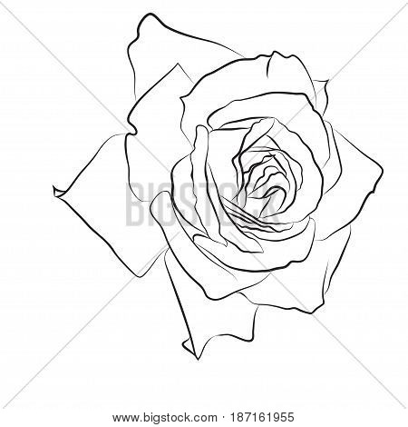Beautiful hand drawn sketch rose, isolated black contur on white background. Botanical silhouette of flower Vector illustration.