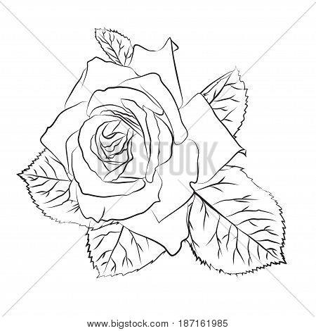 Beautiful hand drawn sketch rose, isolated black contur on white background. Botanical silhouette of flower Vector illustration.