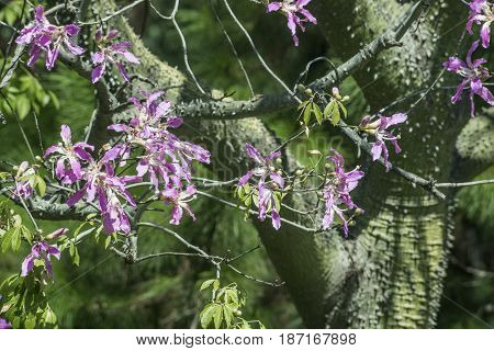 Silk Floss Tree ( Chorisia speciosa ) species of deciduous tree native to the tropical and subtropical forests of South America - Argentina Bolivia Paraguay Uruguay Brazil. Local name is palo borracho (in Spanish literally 